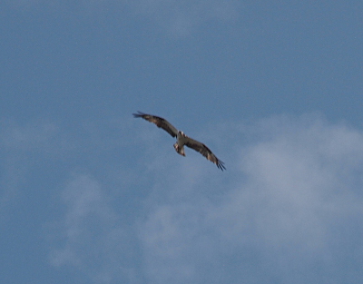 [The brown and white feathers of the osprey are displayed as the bird flies toward the camera.]